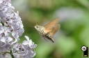 papillon