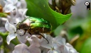 Cetoniinae
