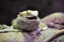 Zoo de Beauval