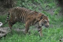 Zoo de Beauval