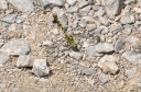 DD-Libellule-20110602-0001
