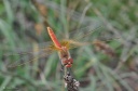 DD-libellule-20110910-0036