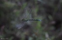 DD-Libellule-20110914-0010