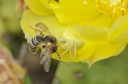 DD-Misumena vatia-20110602-0006