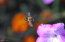 DD-Abeille-20110908-0002