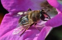 DD-Abeille-20110908-0011