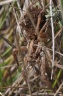 DD-araignée loup-20110911-0001