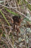 DD-araignée loup-20110911-0008