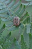 DD-Araignée-20110912-0002