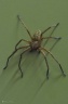DD-Araignée-20110914-0001