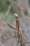 DD-Mante religieuse-20110910-0001-2