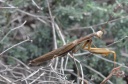 DD-Mante religieuse-20110910-0014