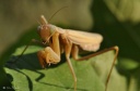 DD-Mante religieuse-20110915-0162