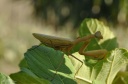 DD-Mante religieuse-20110915-0166