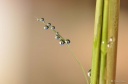 DD-goutte d'eau-20110829-0002