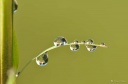 DD-goutte d'eau-20110829-0006