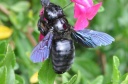 DD-Xylocopa violacea-20110831-0001
