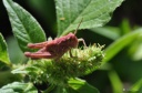 DD-Sauterelle-20110906-0002