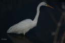 Les photos de Goibniu